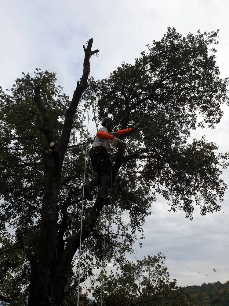 abbatage d'arbre